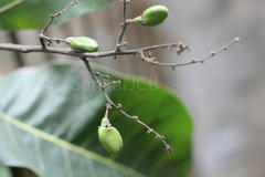 Semecarpus anacardium